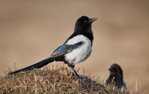 Я хозяйка этой кочки !