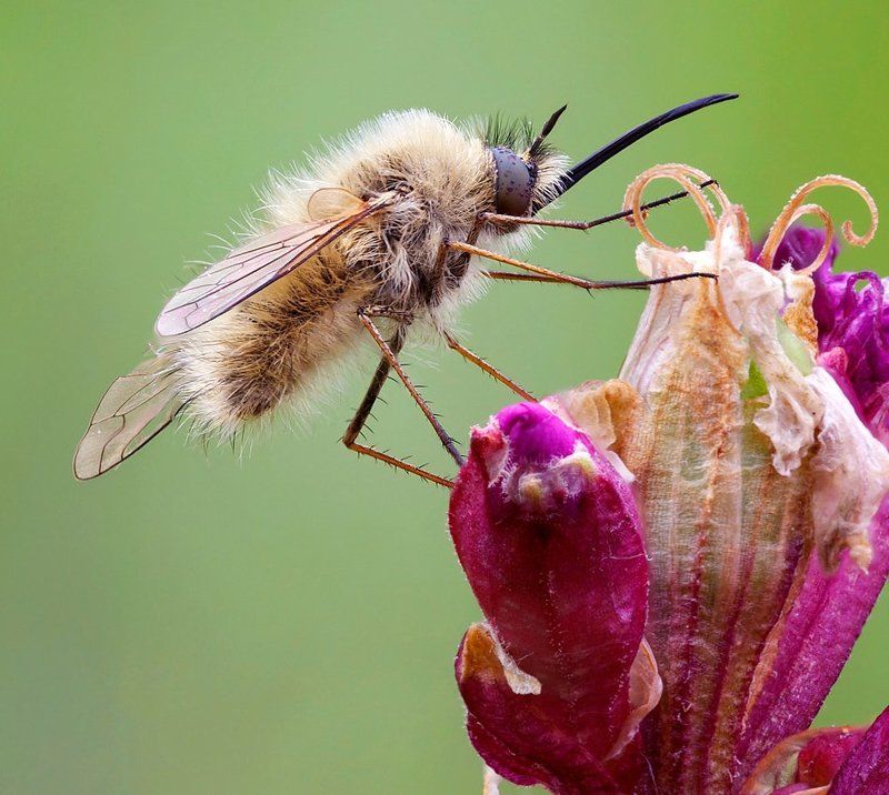 про жужжало :) фото превью