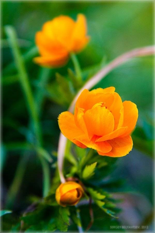 , Сергей Белявцев