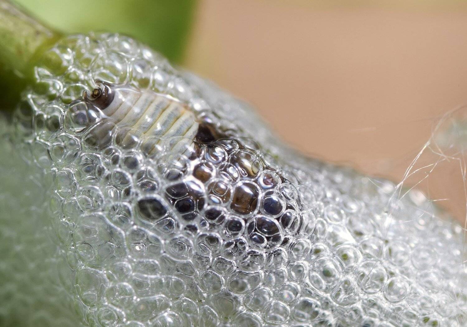 пенница слюнявая, цикада, Oleg Zinoviev