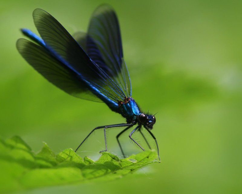 Miss in blue. фото превью