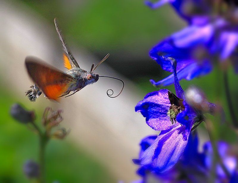 Выпуская, подлетая! фото превью