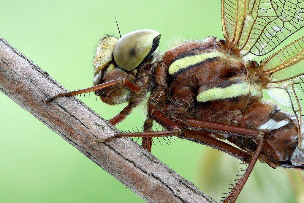 , Сергей Таланов