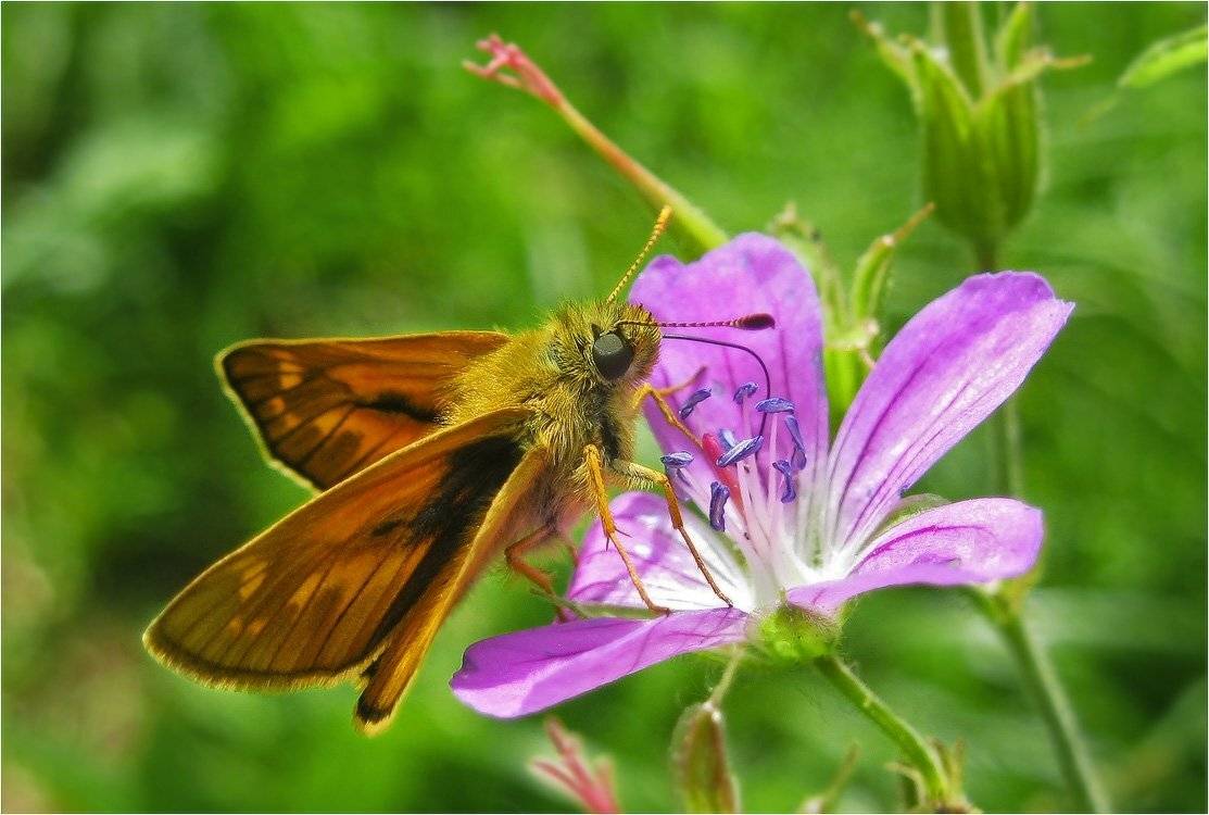 толстоголовка, бабочка, КарОл