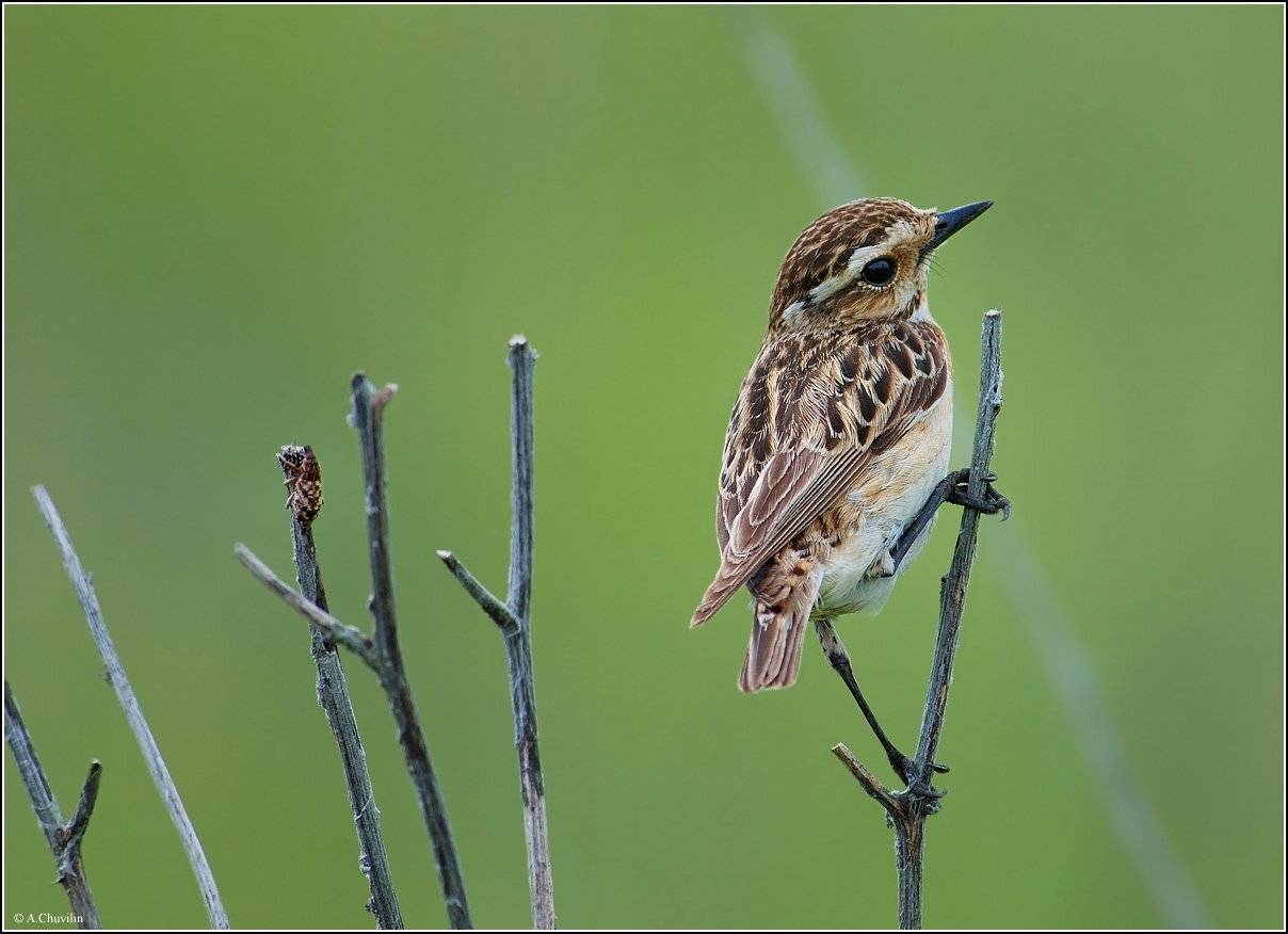 насекомое,слоник,птица,чекан,похожи,разные, Александр Чувилин