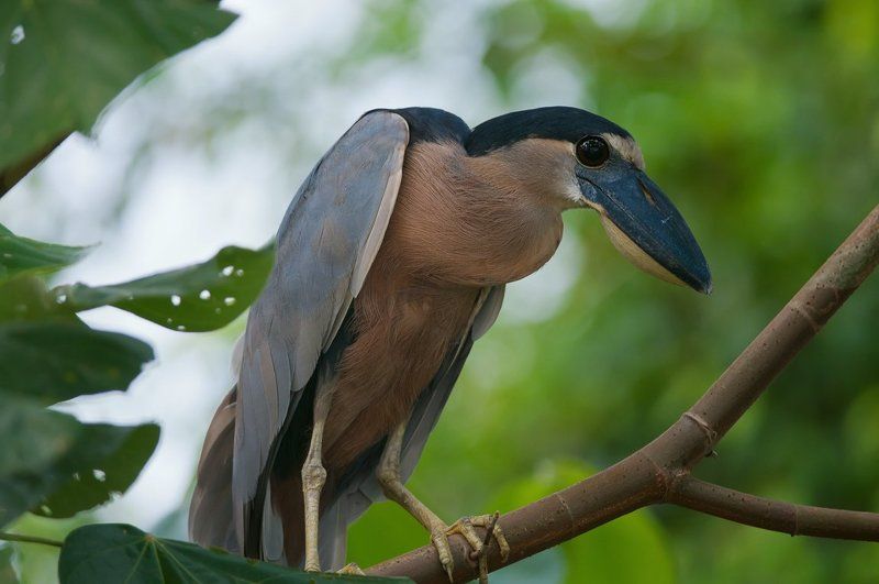 челноклюв, цапля,птицы,коста-рика Непростая жизнь... фото превью