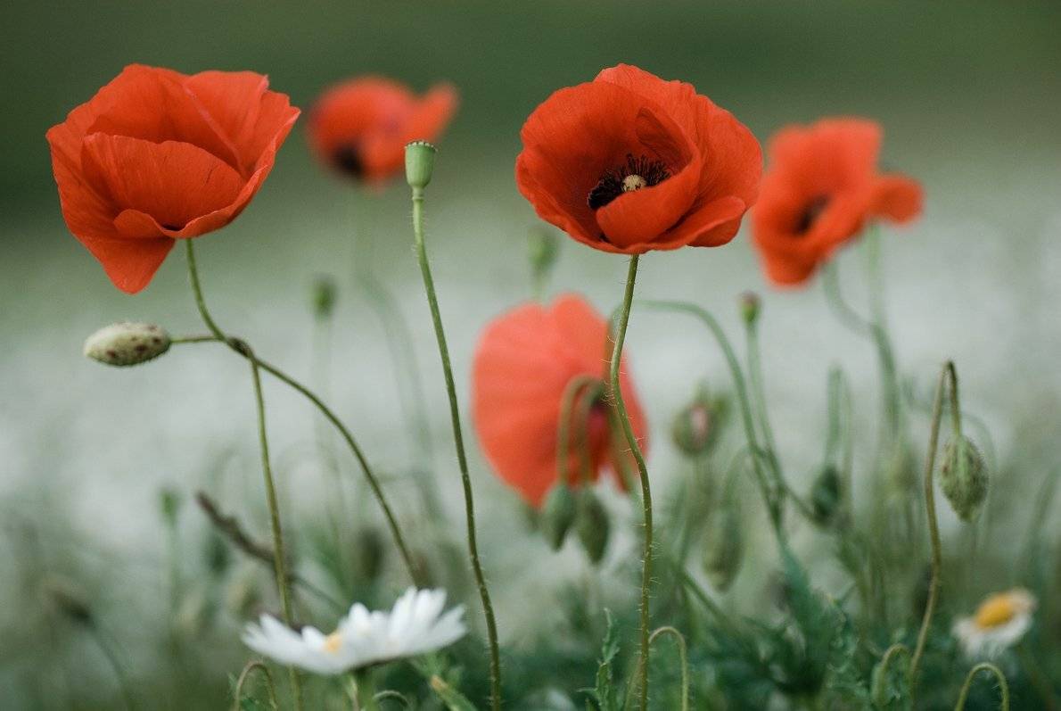 , Николай Шахманцир