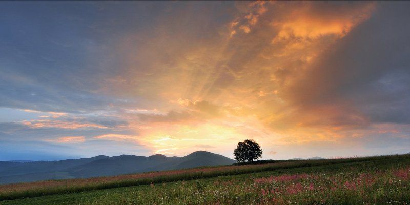 рассвет, солнце, горы, утро, дерево Расстреляли рассветами... (2) фото превью