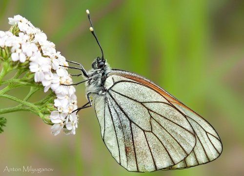 Боярышница (Aporia crataegi)