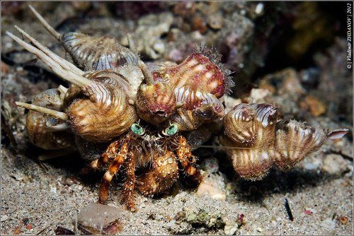 Мальбрук в поход собрался…