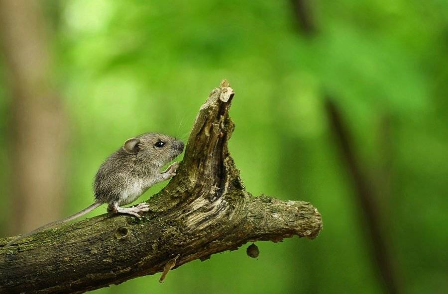 , Kantsyrenko Sergey