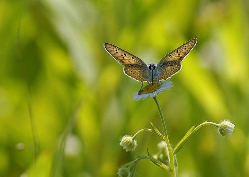 Червонец фиолетовый