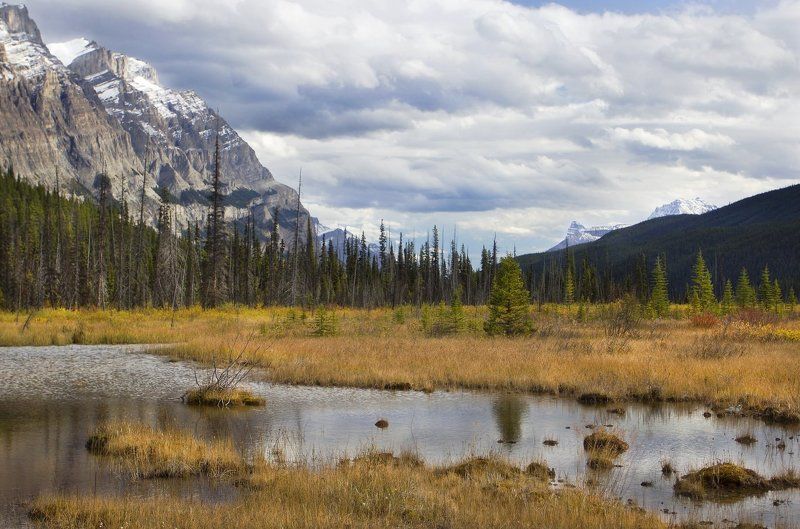 канада, скалистые горы, болото, осень *** фото превью