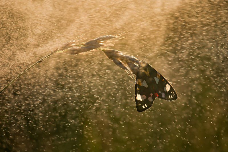 )I( фото превью