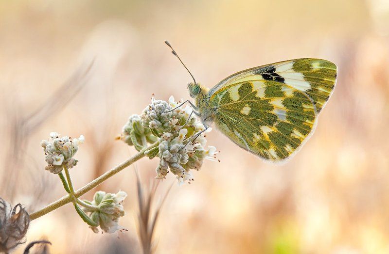 lepidoptera POntia daplidice фото превью