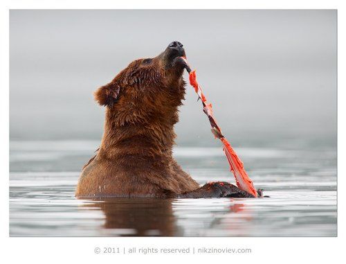 Суши по-медвежьи