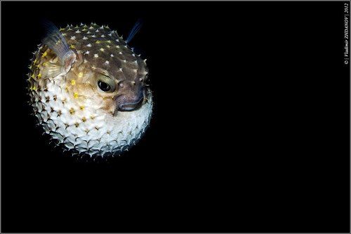 Ужас На Крыльях Ночи