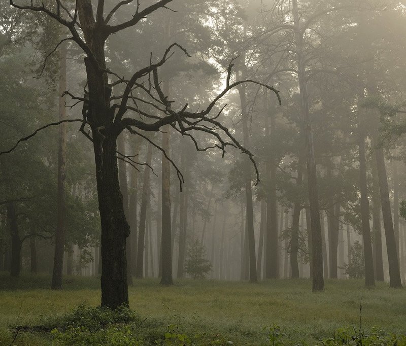 Я - памятник себе... фото превью