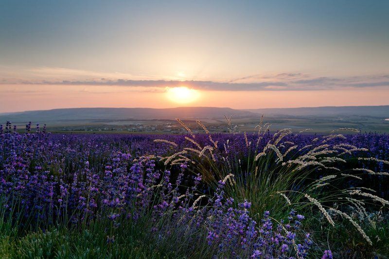 Лавандовая тема в Крыму фото превью