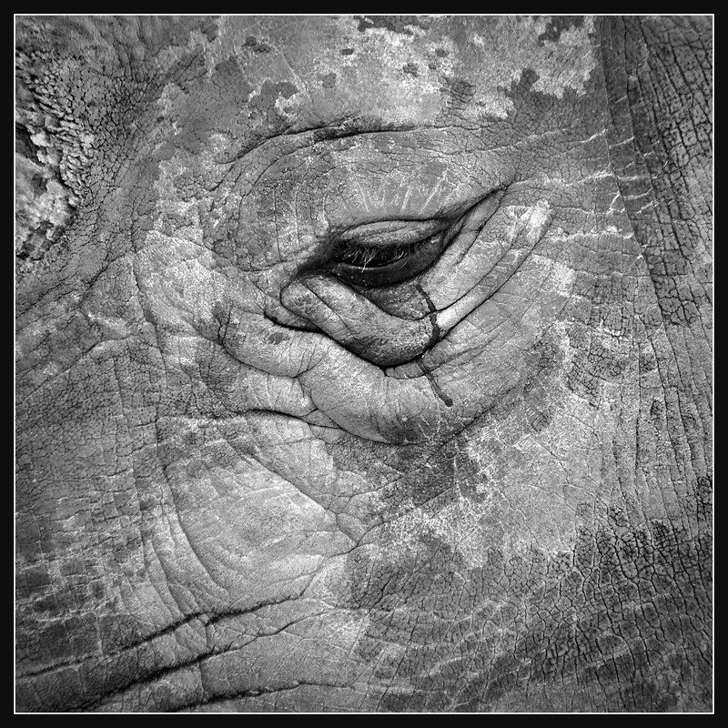 И носороги тоже плачут... фото превью