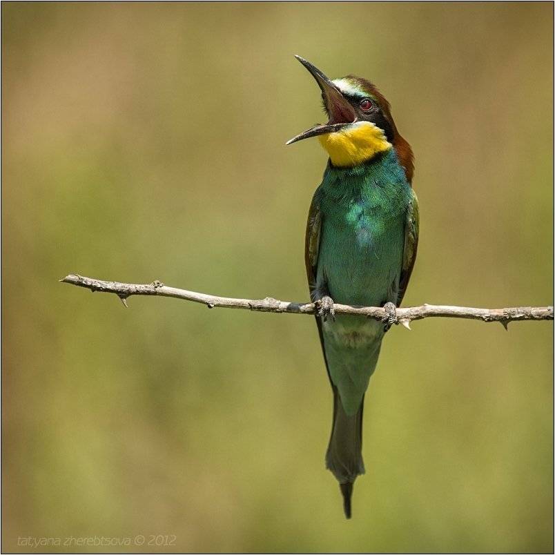 золотистая, щурка, Татьяна Жеребцова