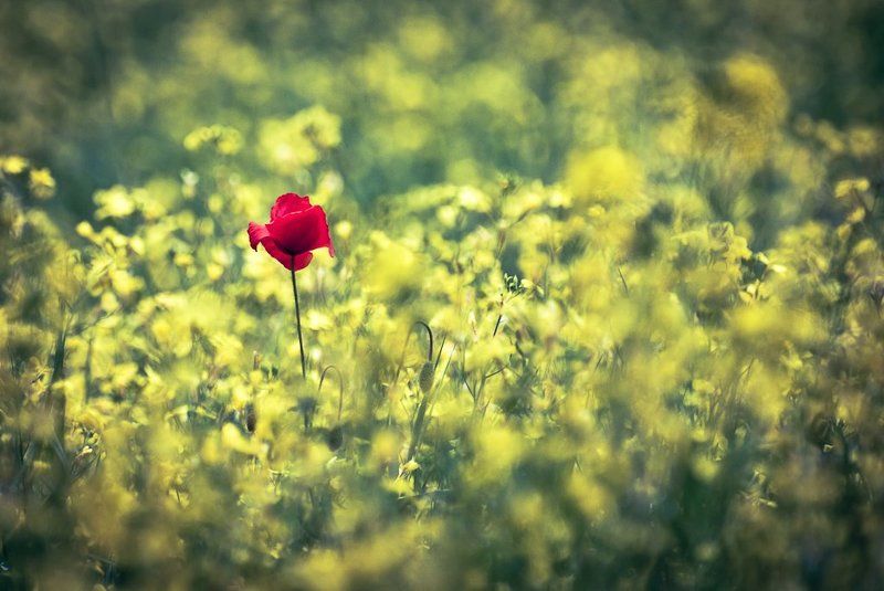 ...samotny... фото превью