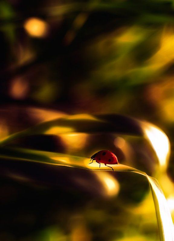 lost in the colors фото превью