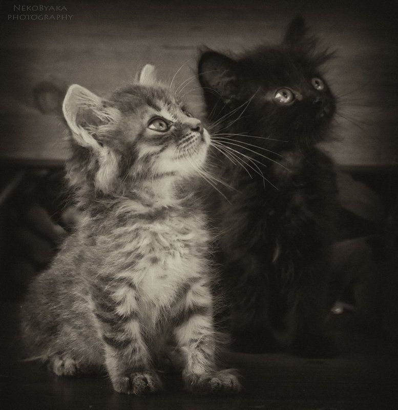 cats, коты, котята, черый, серый, полосатый, kittens, black, gray, striped, двое, two, братья, brothers, маленькие, small, pets, domestic, animals angel and devil фото превью