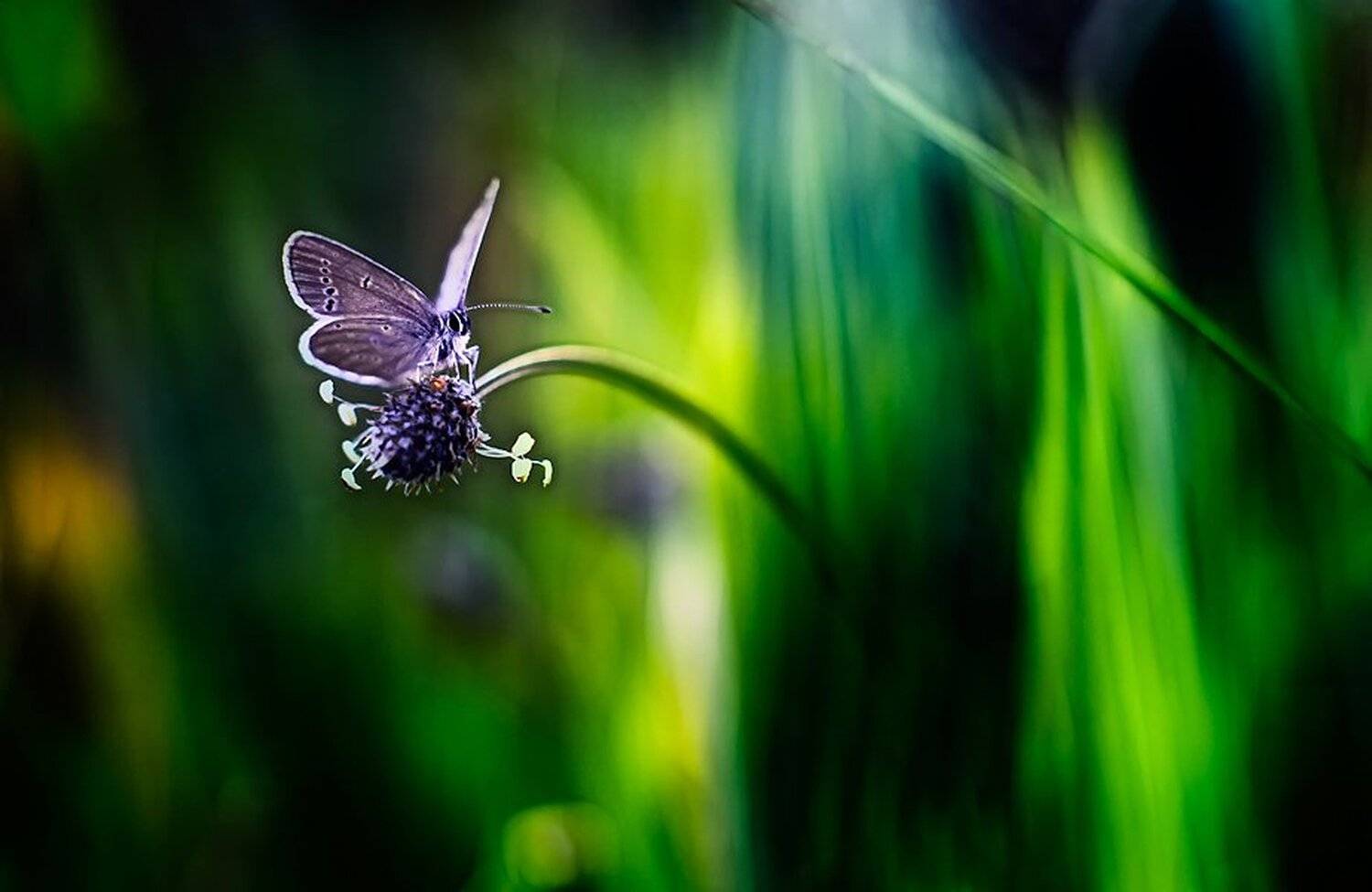 nature, Mikolaj Aniol