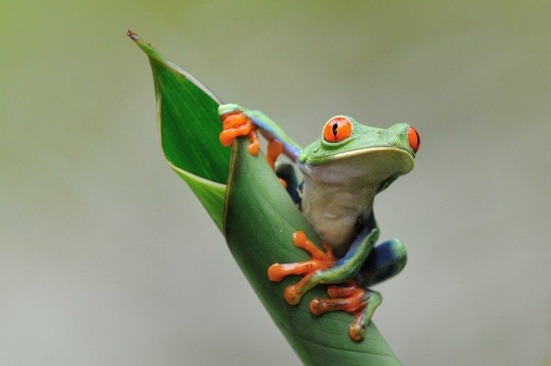 красноглазая лягушка, коста рика Красноглазая лягушка фото превью