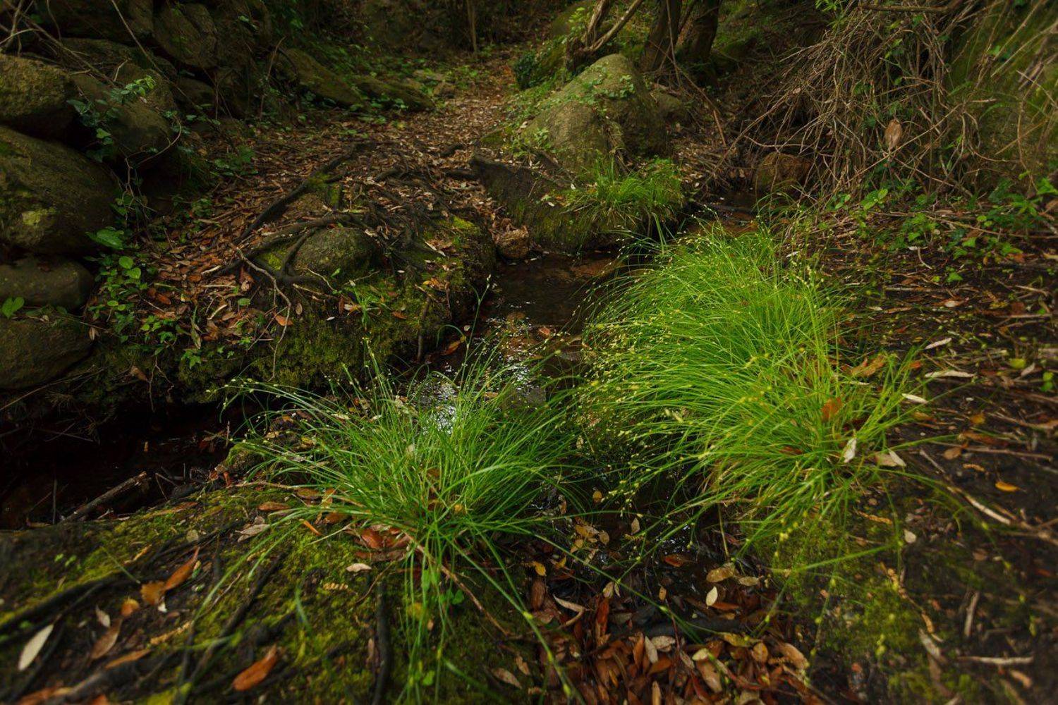 , Надежда Звягина / New Zealand