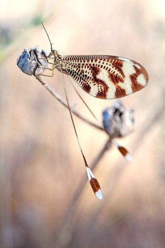Nemoptera bipennis фото превью