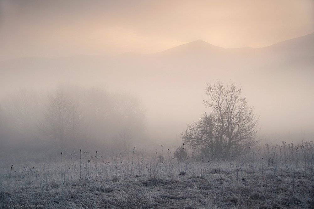 kovalenko, крым, пейзаж, туман, рассвет, дерево, Юрий Коваленко