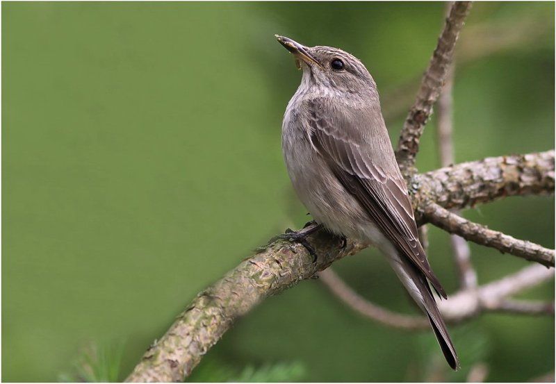 muscicapa, striata * фото превью