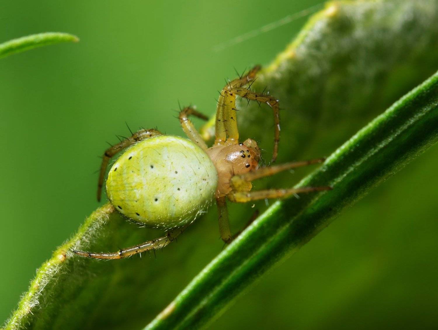 nikon, d7000, spider, macro, close-up, nature, arachnida, arthropoda, araniella cucurbitina, cucumber, паук, араниелла, макро, казахстан, Эдуард Ким