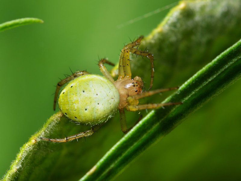 nikon, d7000, spider, macro, close-up, nature, arachnida, arthropoda, araniella cucurbitina, cucumber, паук, араниелла, макро, казахстан Зеленое лето зеленой крохи фото превью