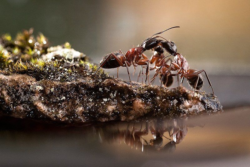 ant, ants, threesome Threesome фото превью