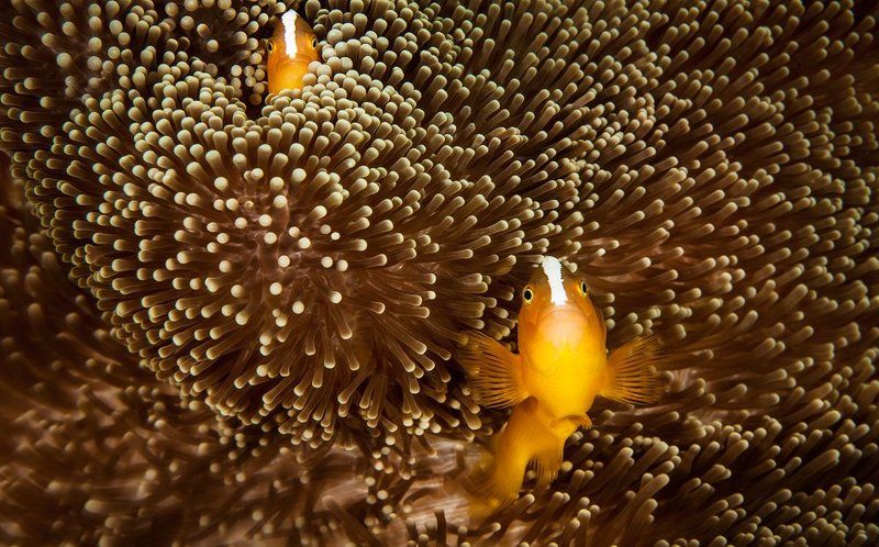 бали, индонезия, клоун Кодовое название \