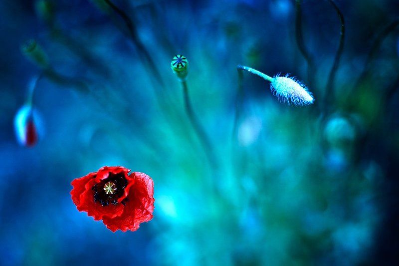 nature To the sky фото превью