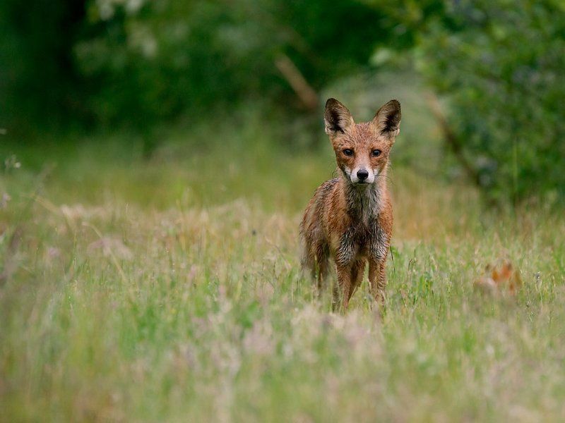 nature after the rain фото превью