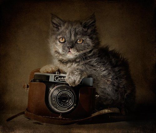 Фотокот