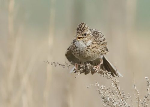ЖАВОРОНОК ПОЛЕВОЙ (Alauda arvensis)