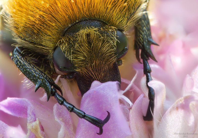 восковик, жук, ростислав, rostislaw Рыжик фото превью