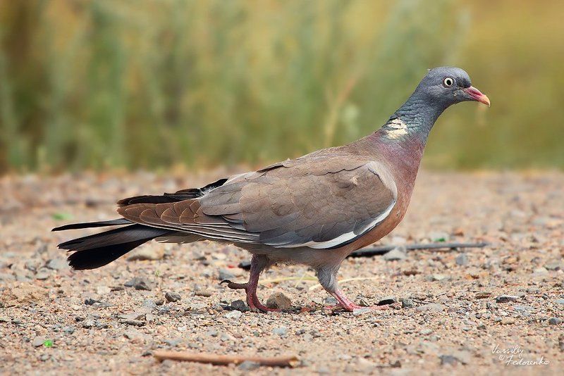 птица, вяхирь, витютень, columba, palumbus, casiotis Похотливый взгляд фото превью