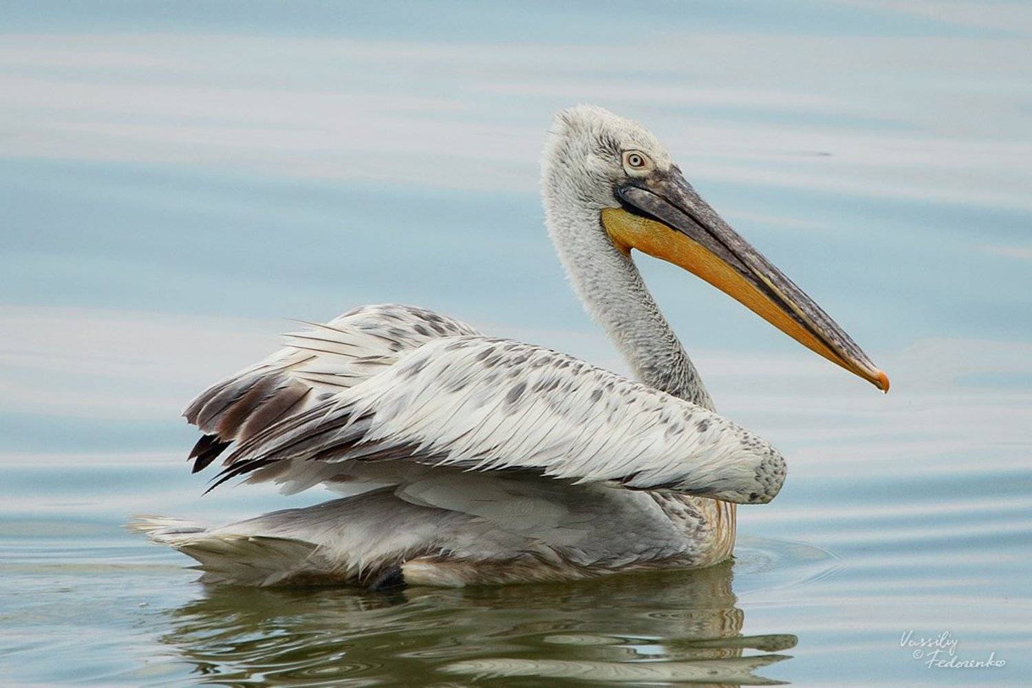 птица, кудрявый, пеликан, pelecanus, crispus, Vassiliy Fedorenko