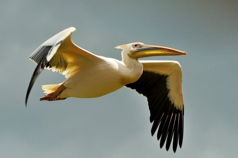 кения, животные Кения фото превью