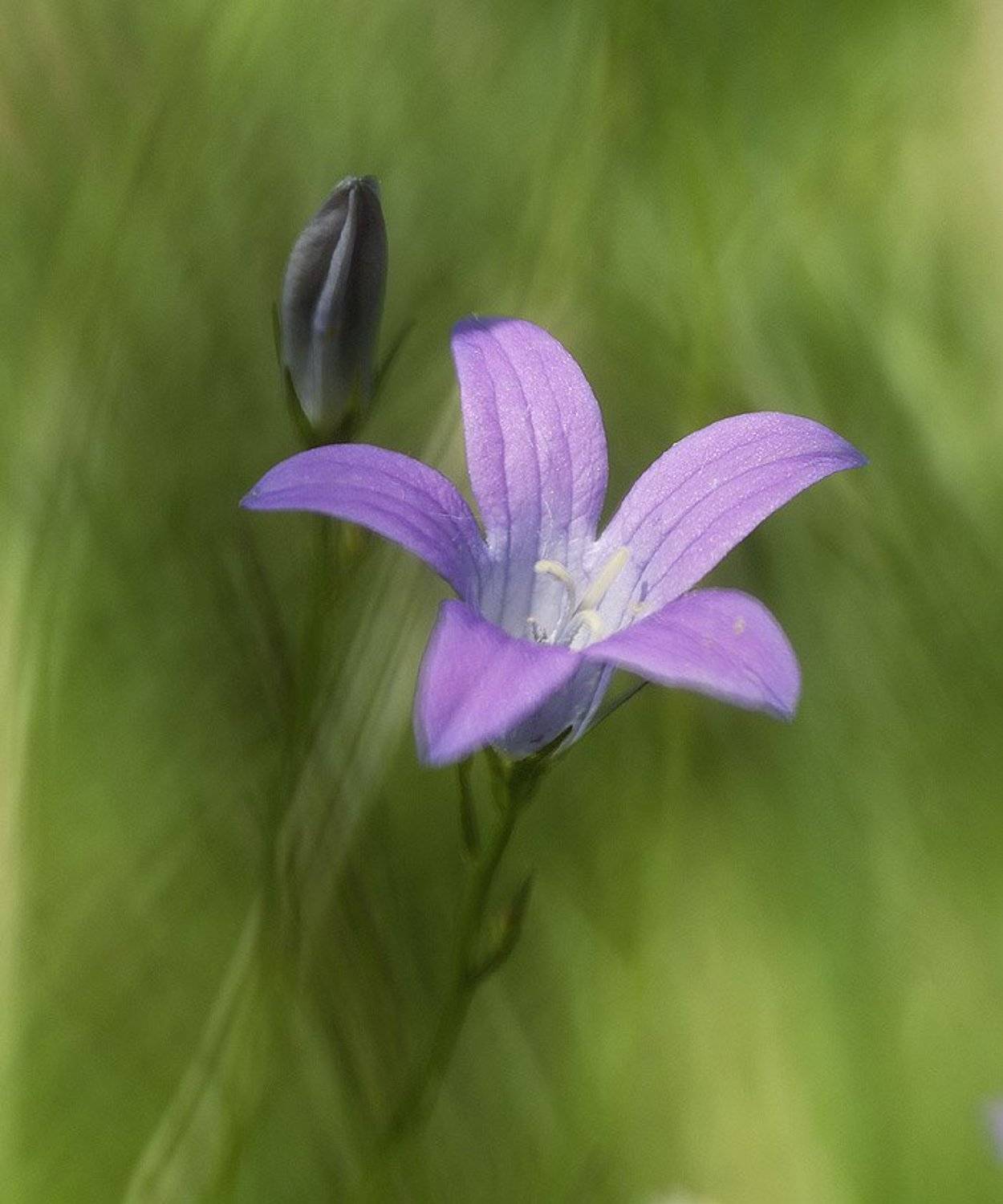 , Александр