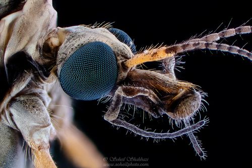 Crane Fly