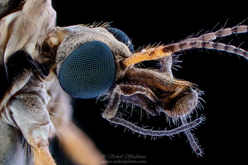 macro,macro photography, soheil shahbazi,insect Crane Fly фото превью