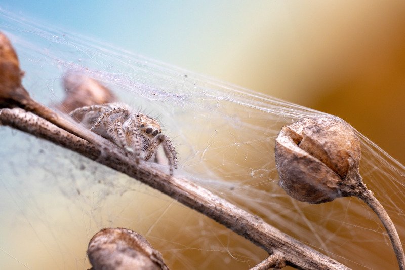 spider, jumping spider, паук, скакун, salticidae Salticidae фото превью